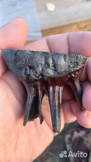 Зуб мамонтёнка