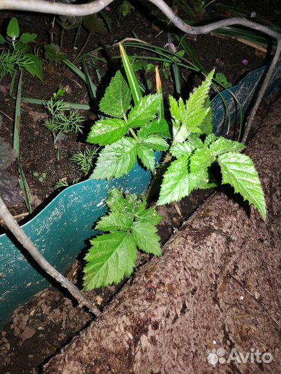 Ежевика Карака Блэк