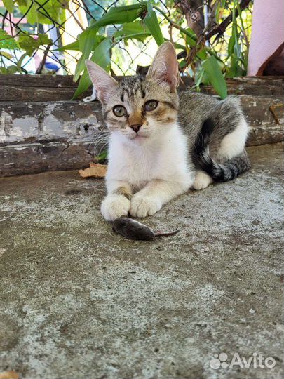 Котята-мышеловы