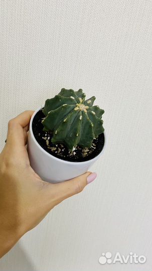 Нотокактус, мелоформис, феррокактус