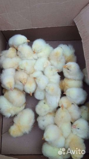 Цыплята суточные несушки