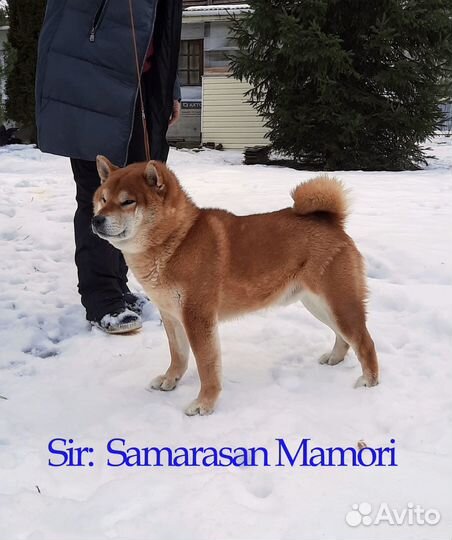 Щенки Сиба Ину