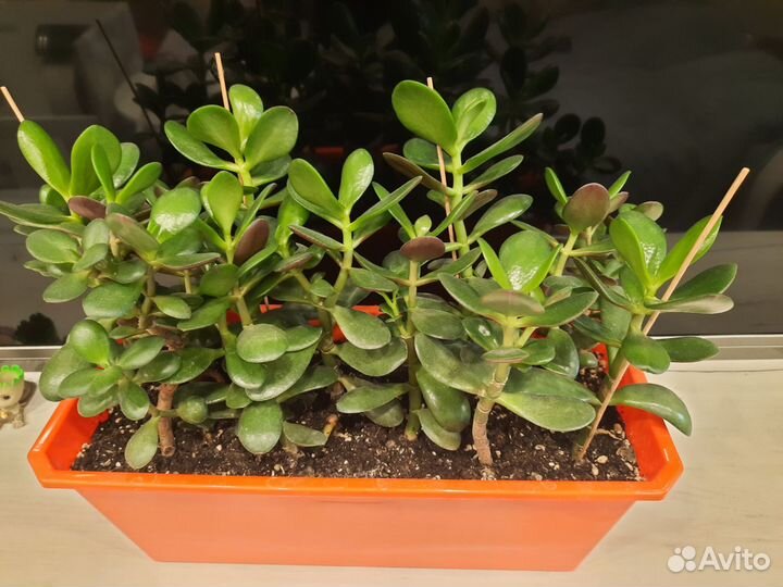 Толстянка в горшке