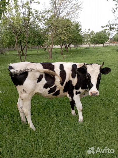 Телка 2 года