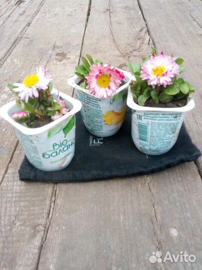 Первоцветы,; Маргаритка,Примула, Мускари