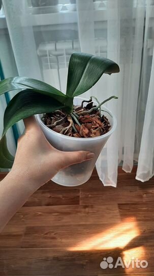 Орхидея редкая