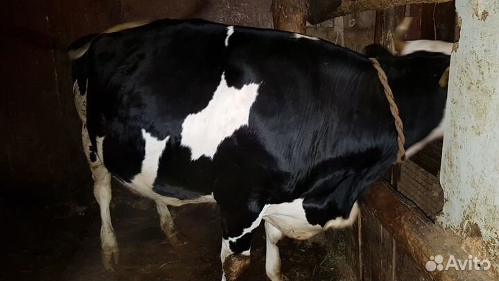 Продам корову