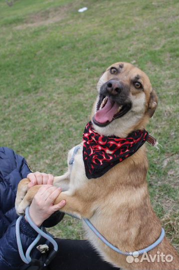 Молодой добрый пес Бивис ищет добрых хозяев