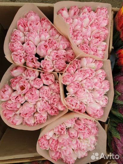 Луковицы тюльпанов мелким оптом