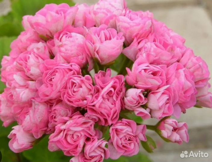 Пеларгония Автралиан Пинк розебуд