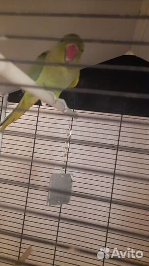 Ожереловый попугай самка