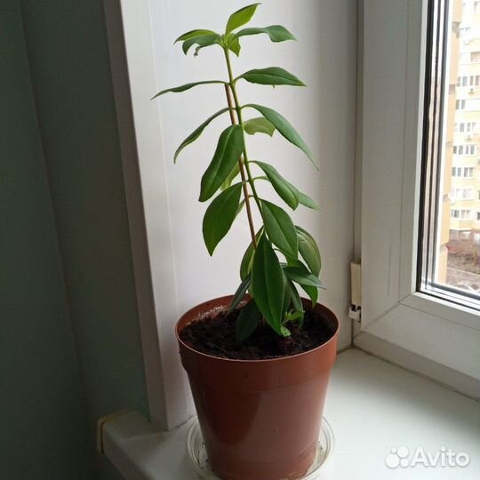 Цветок Эсхинантус комнатный