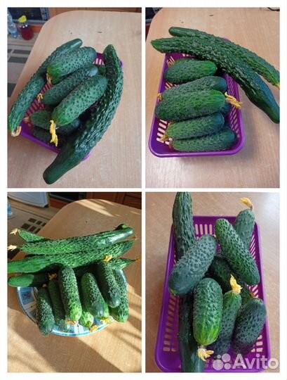 Огурцы свежие