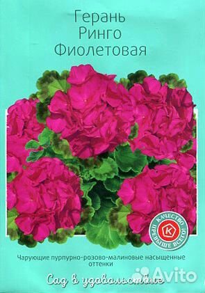 Герань Ринго фиолетовая