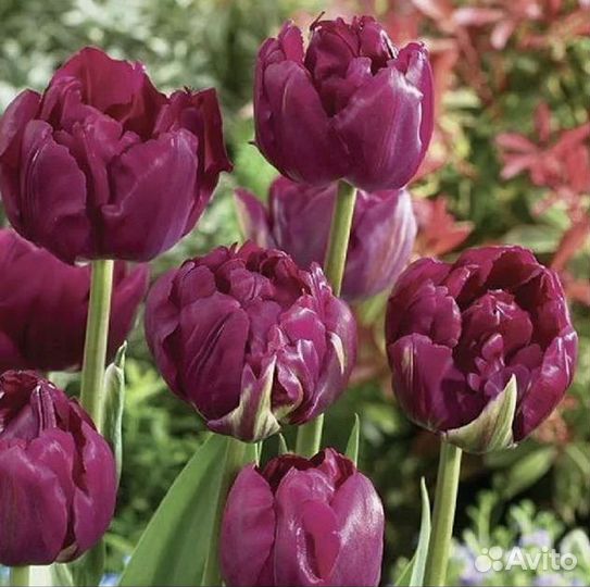 Тюльпаны пионовидные розница, белые к 8 марта