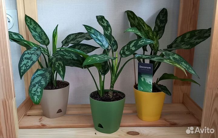 Аглаонема Мария