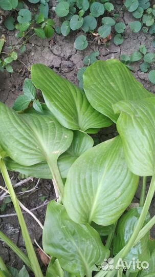 Хмель чёрная смородина отростки лилии