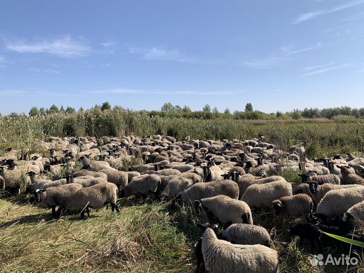 Мясо баранины Романовской породы