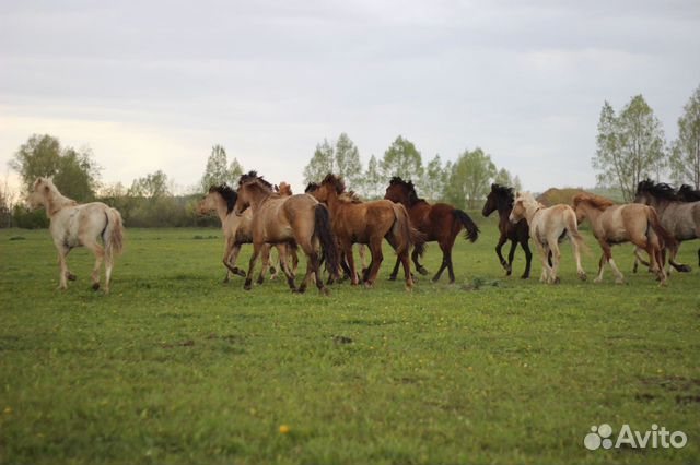 Лошади 1 год- 1,5 года и отьем башкирской породы