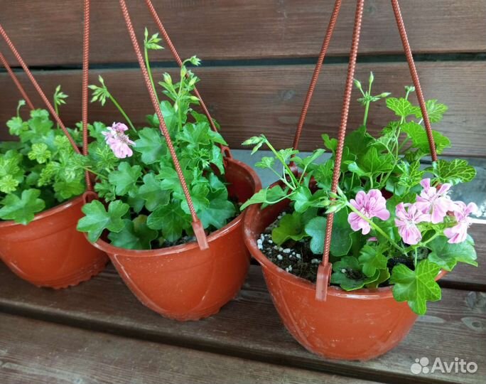 Плющелистная пеларгония