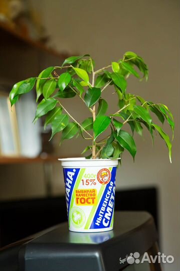 Фикусы Бенджамина