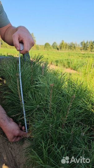 Сеянцы сосны окс от производителя