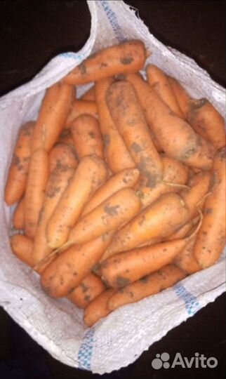 Морковь оптом