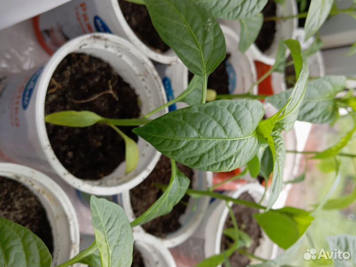 Рассада перца сладкого красного есть жëлтый перец