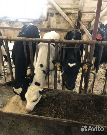 Телята бычки