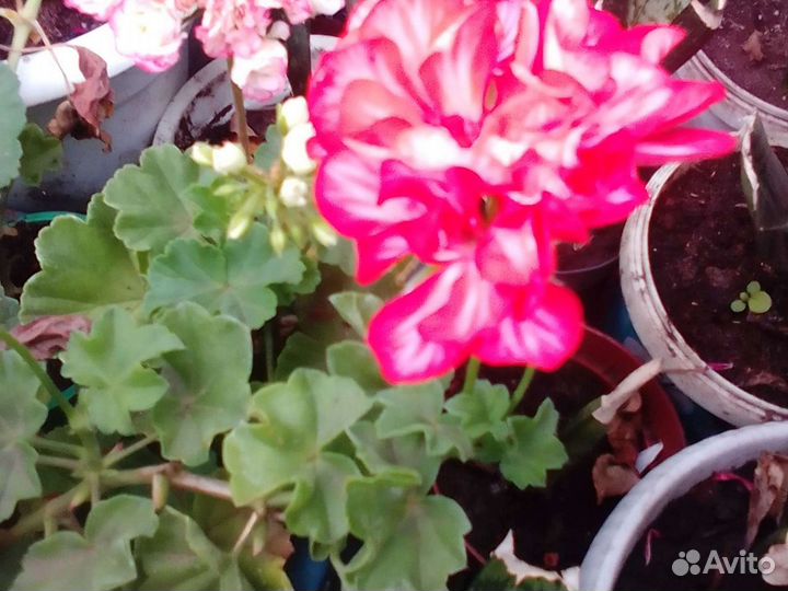 Рассада Цветов