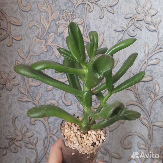 Портулакария, крассула, детки