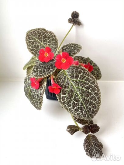 Эписция сортовая Tiger Stripe