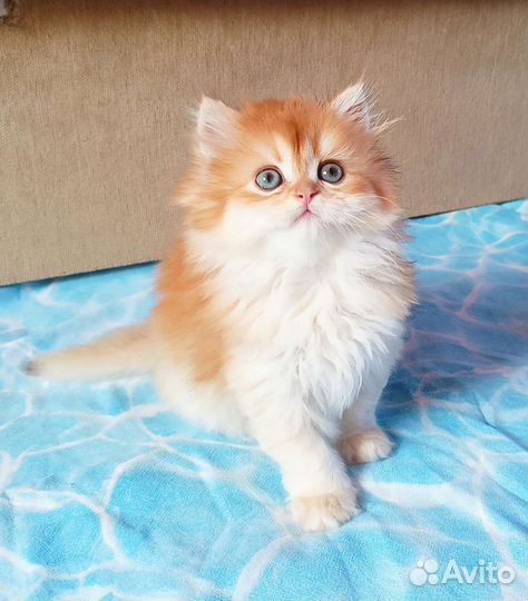 Пушистый британский котик