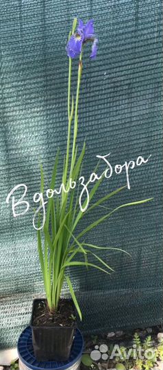 Ирис сибирский Дабл Стандарт