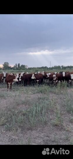 Скотник пастух