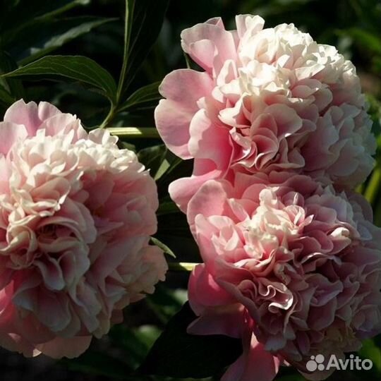 Пион Дролла саженцы