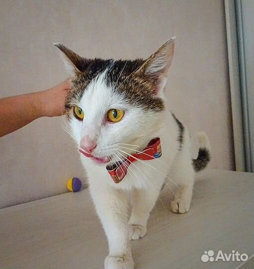 Луис (котик в добрые руки)