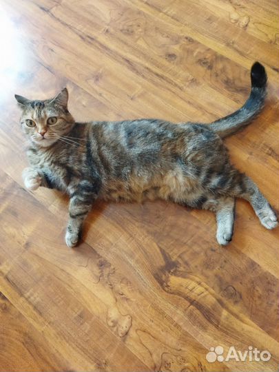 Отдам в хорошие руки стерилизованную кошку