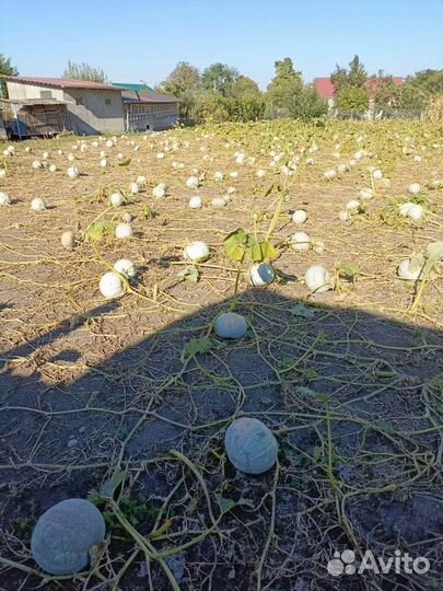 Тыква оптом