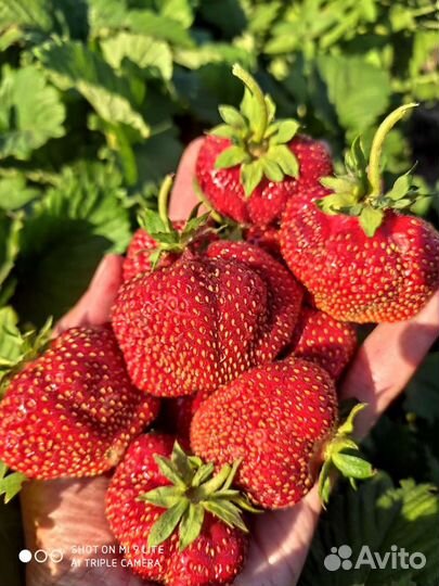 Клубника саженцы