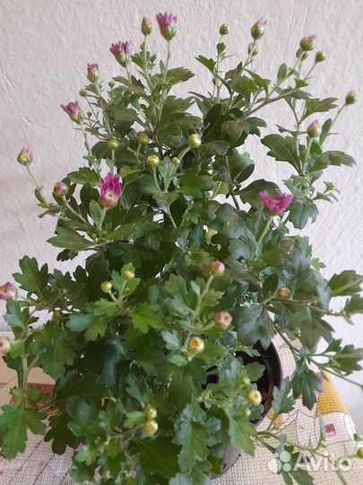 Хризантема в горшке