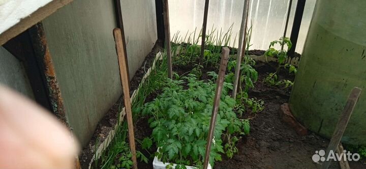 Тепличные помидоры