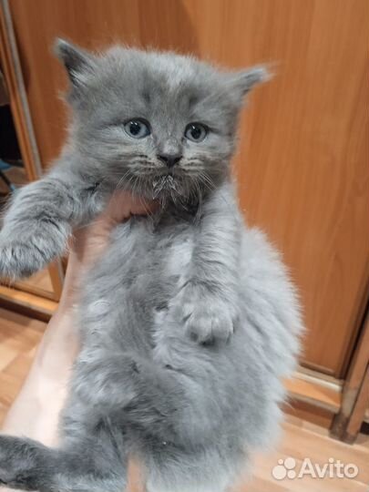 Котята в очень добрые руки