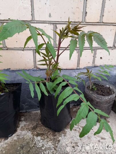 Сумах оленерогий