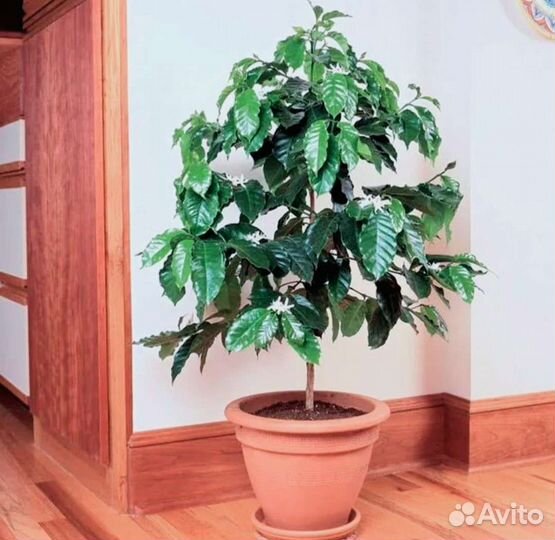 Кофе Арабский семена