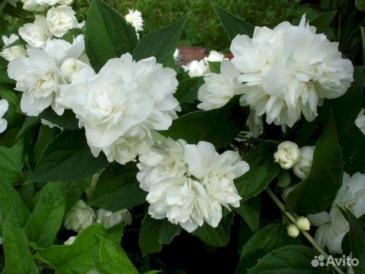 Чубушник Махровый