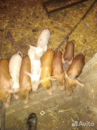 Поросята помесь ландрас дюрок