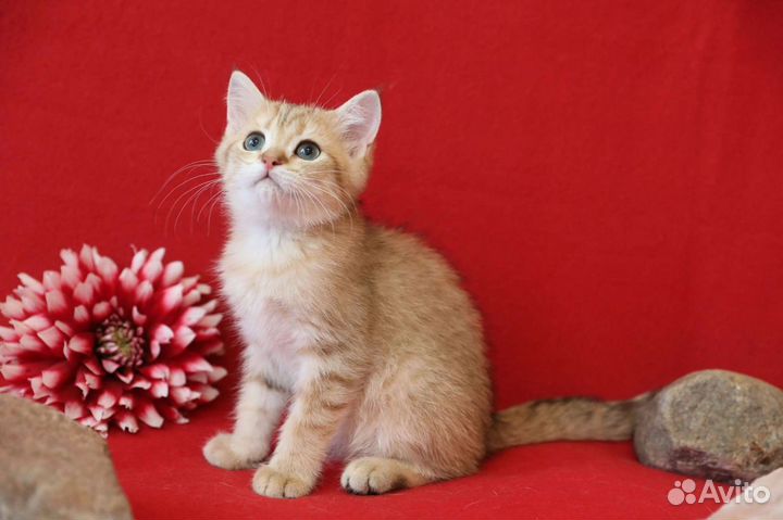 Британская золотая шиншилла