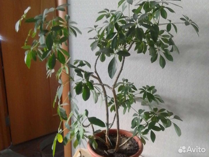 Шефлера
