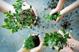 Растения обмен, г.Астрахань